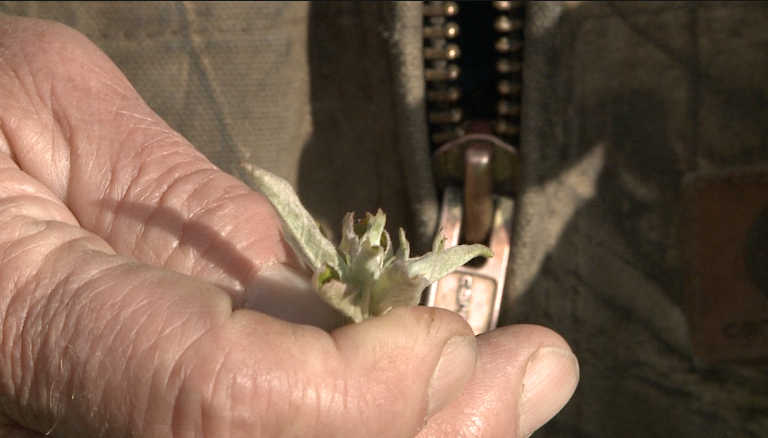Fruit farms and cold temperatures