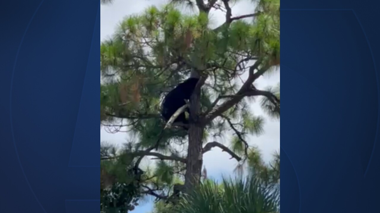 A black bear on Crestwood Boulevard in the Saratoga Lakes community in Royal Palm Beach on June 18, 2022 (3).jpg