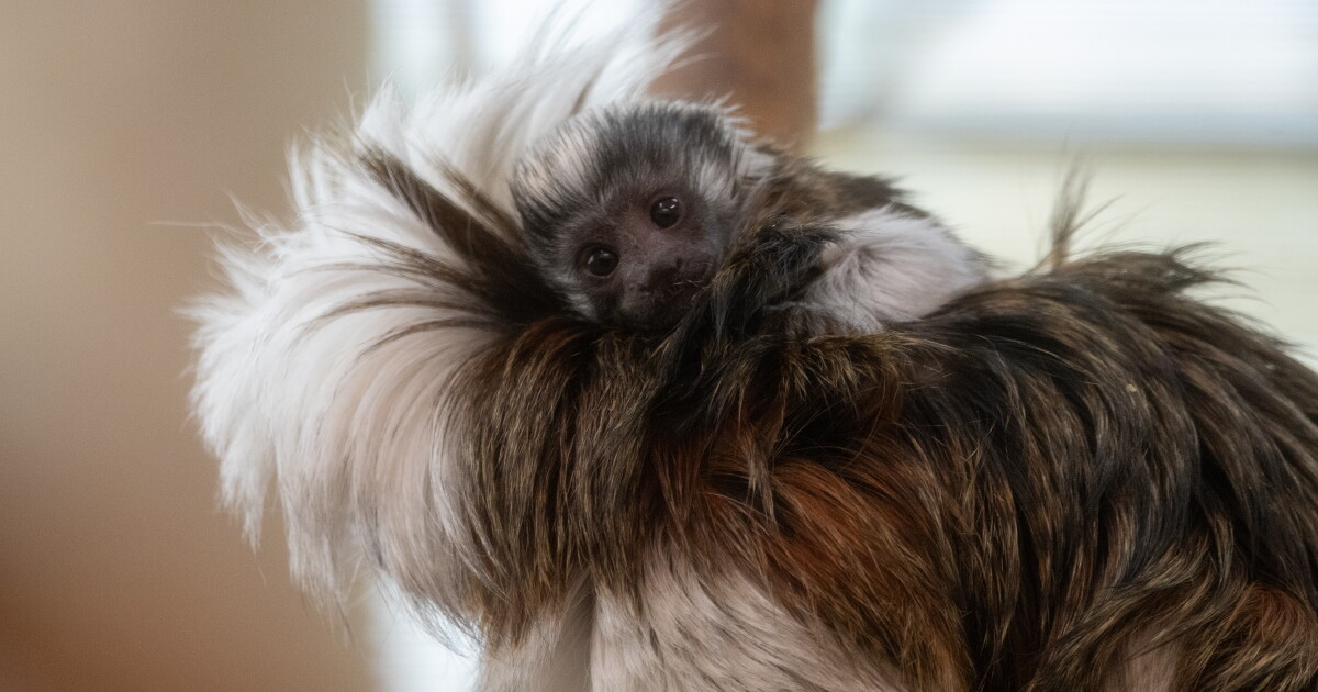 Cotton-top tamarin couple welcomes baby at Potter Park Zoo, 5th since 2018 - Vimarsana News