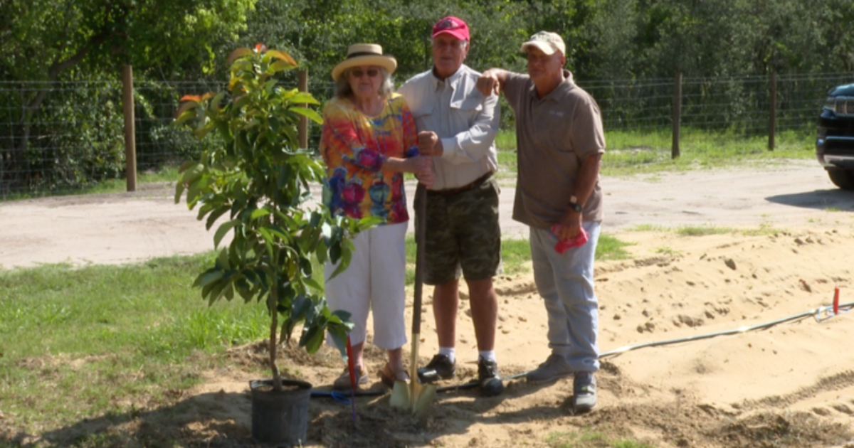Frostproof farmer plants Central Florida's first commercial avocado trees - Vimarsana News