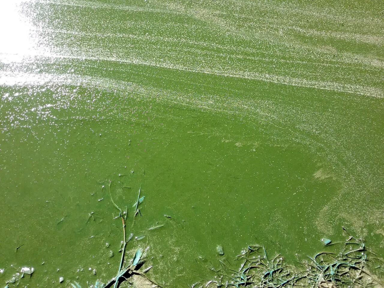 Harmful Algal Bloom