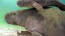 Manatees no longer endangered