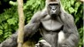 Prosecutor: No charges in zoo incident