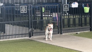 Waco animal shelter dog