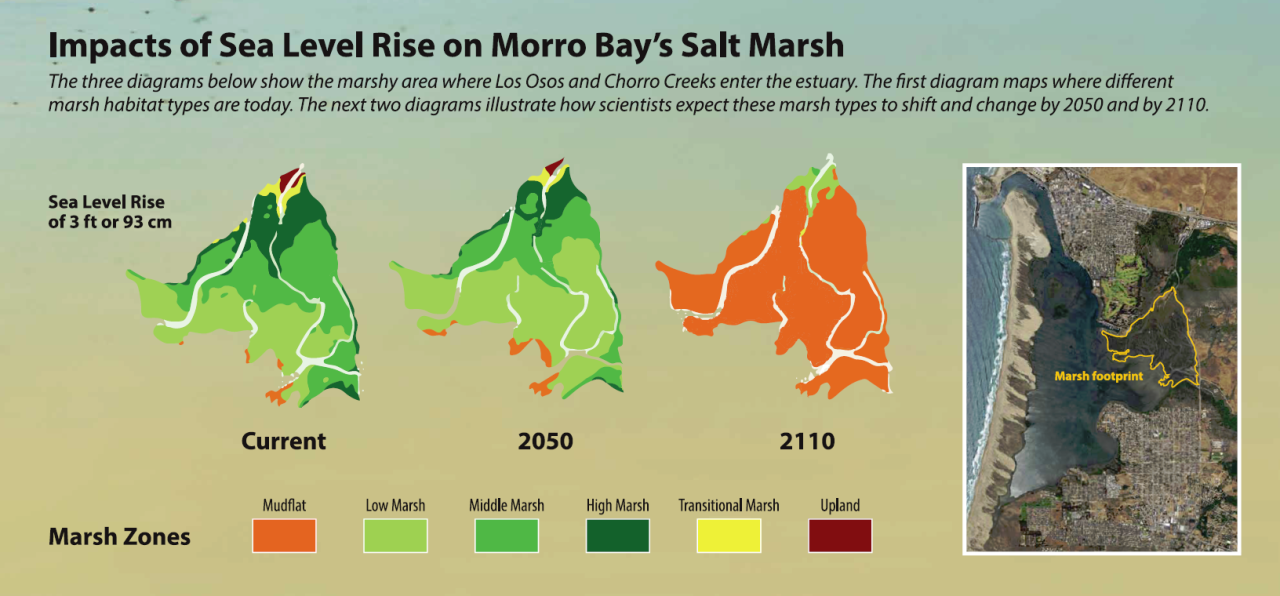 Sea Level Rise Impacts on Morro Bay's Salt Marsh.png