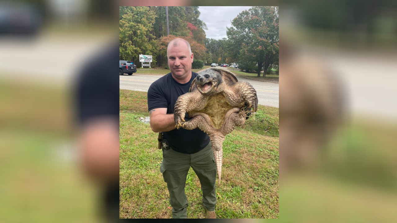 York-Poquoson deputy rescues turtle (November 11) .png