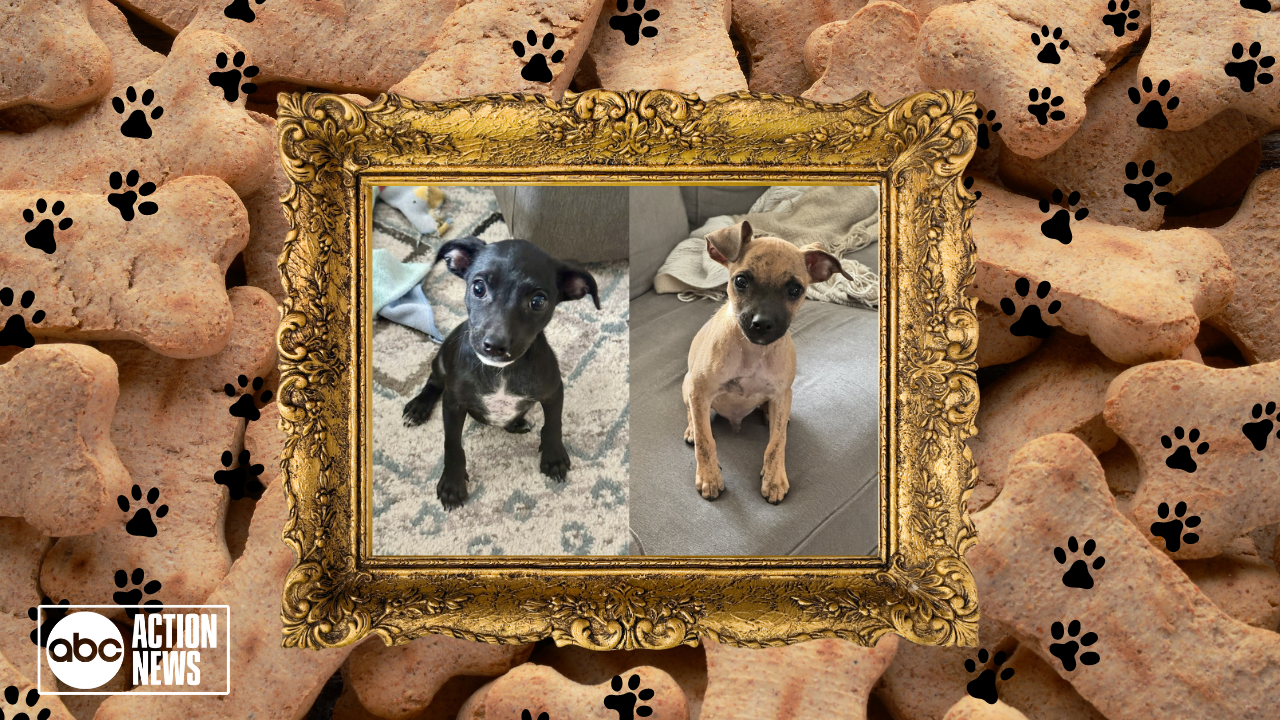 Rescues in Action Baby Yoday and Leia