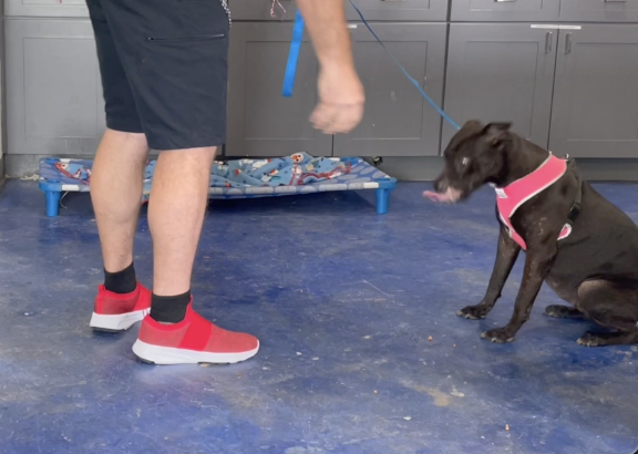 Fighting ring to fresh start: dogs rescued from suspected fighting ring in Grimes County need foster homes