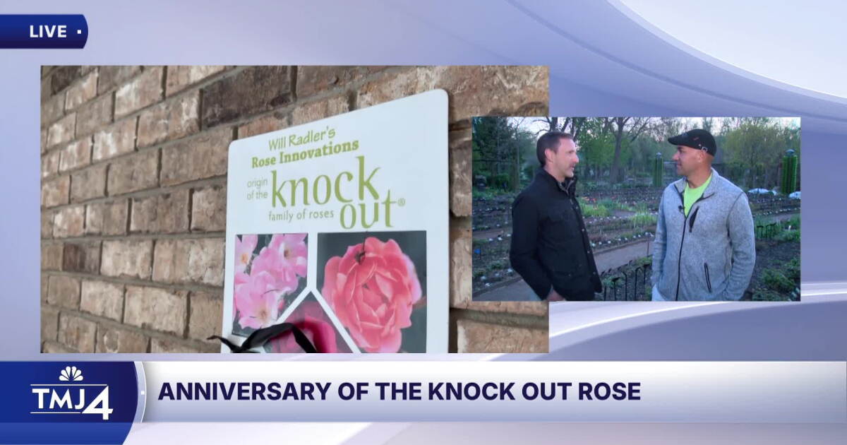 David R Rosa Milwaukee Anniversary of the Knock Out Rose