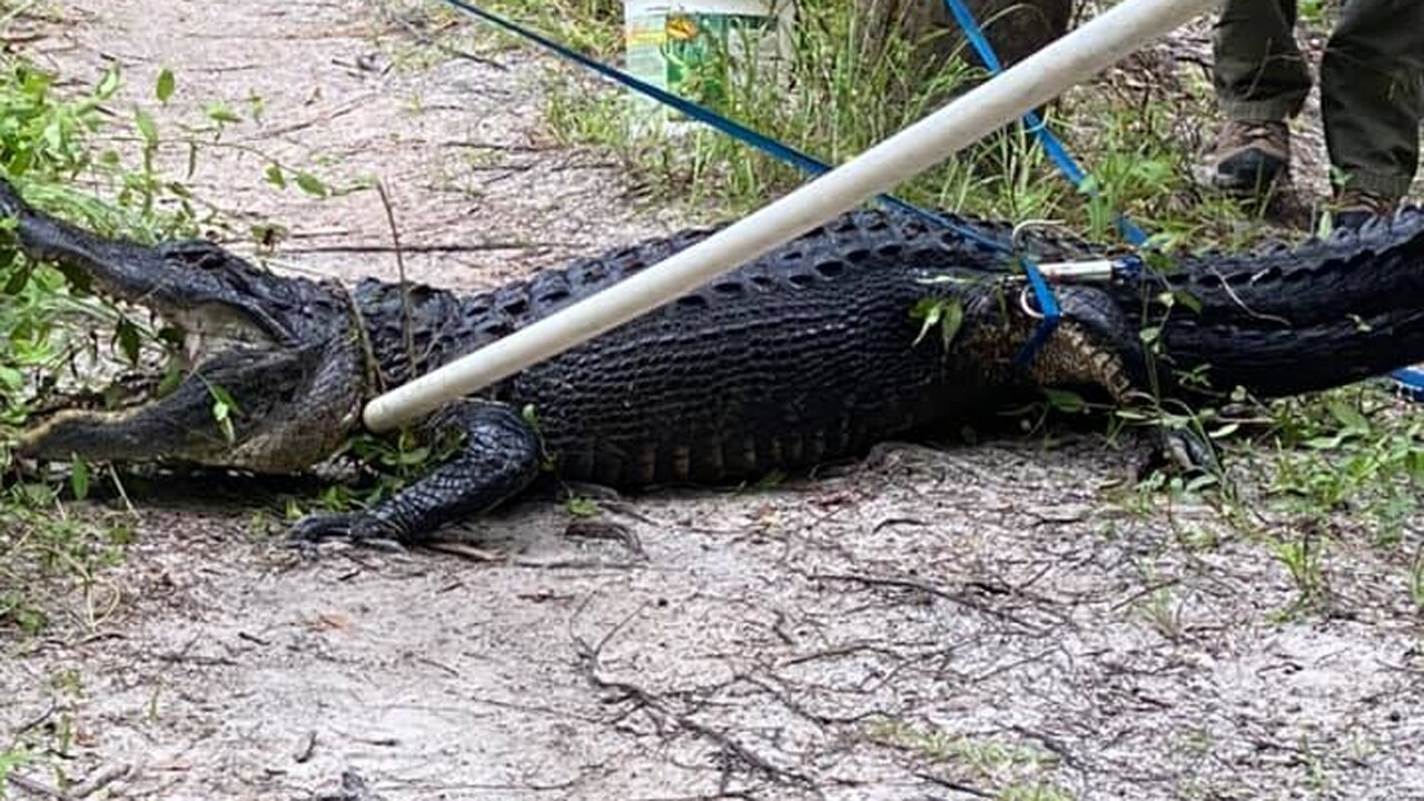 Alligator that bit man at Halpatiokee Regional Park in Stuart captured