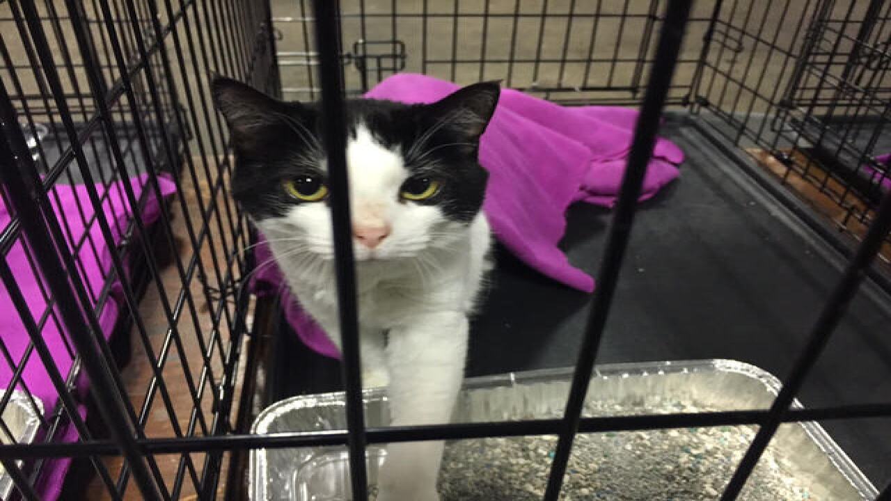PHOTOS: IndyMega Adoption Event