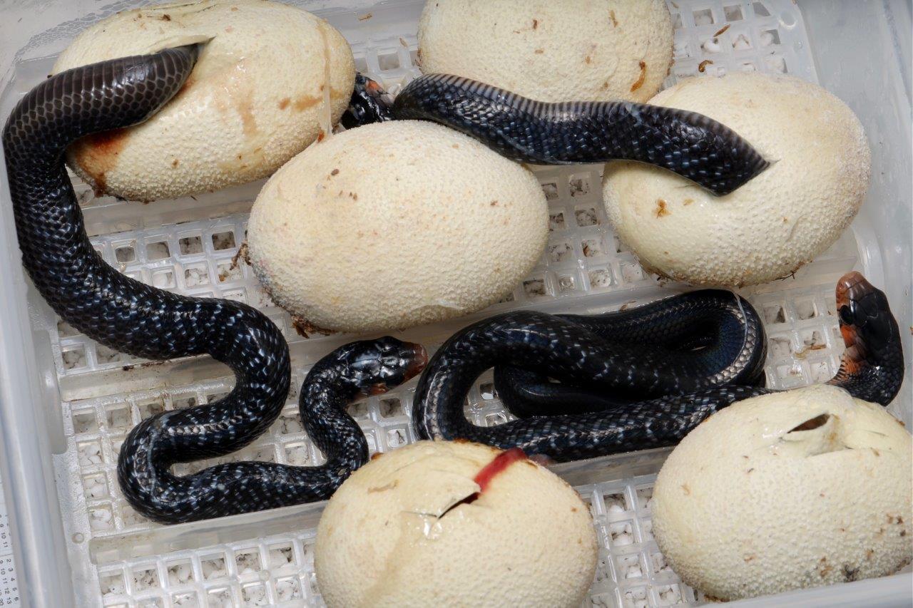 Eastern indigo eggs s.jpg