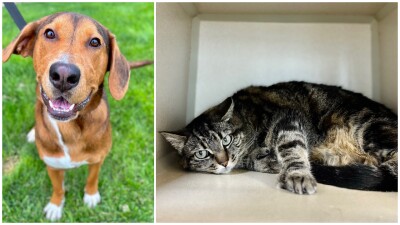 Pets Of The Week: Tira and Cami