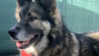 Pet of the Week: Wilson