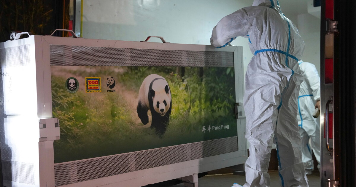 2 giant pandas arrive at Zoo Atlanta in a rare loan from China