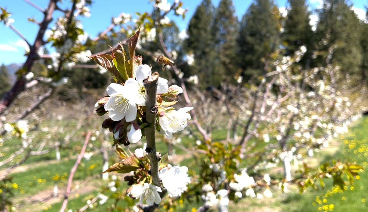 Flathead Cherry Blossoms