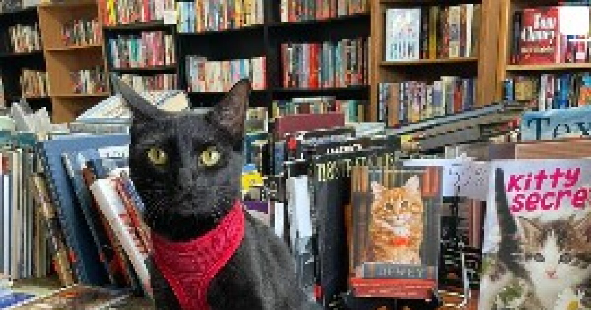 Black Cat Books raising funds for National Sea Turtle Week - Vimarsana News