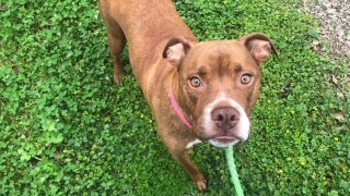 GMA Pet of the Week 