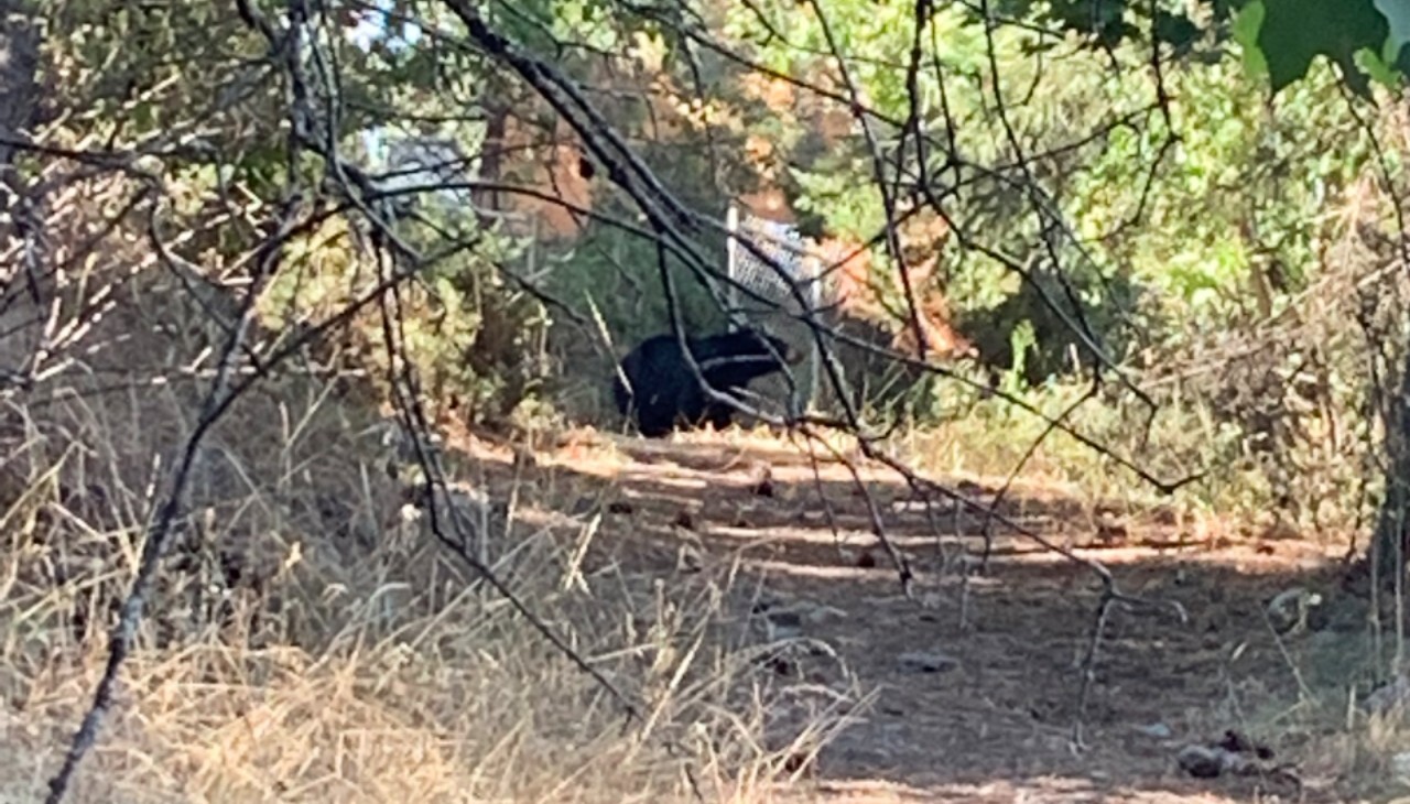 Rattlesnake Black Bear