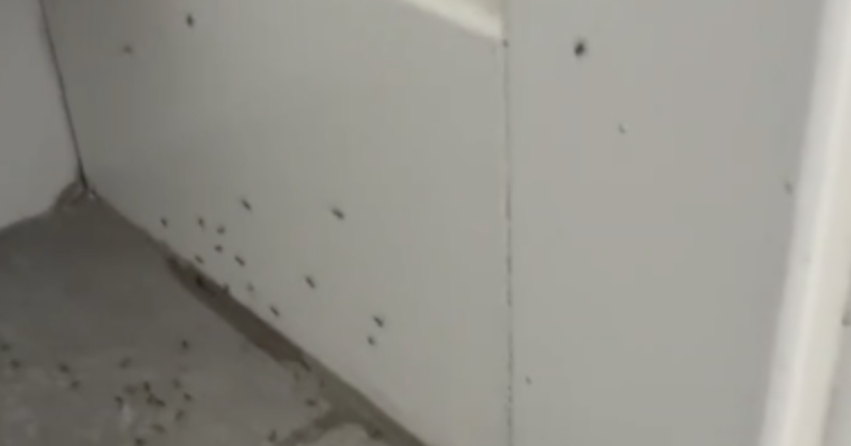 San Diego ant invasions surge during heat wave