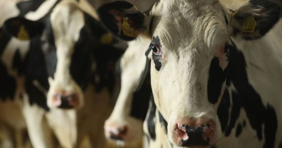 Watch Massive steer 'Knickers' famous