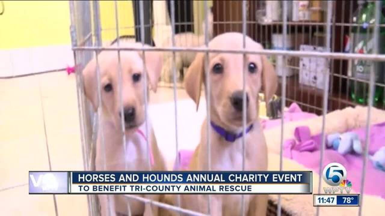 Horses and hounds annual charity event