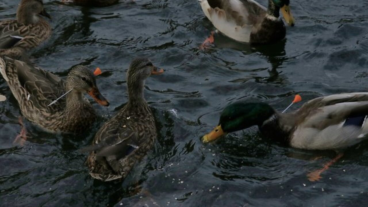Ducks, geese shot with blow darts in Illinois