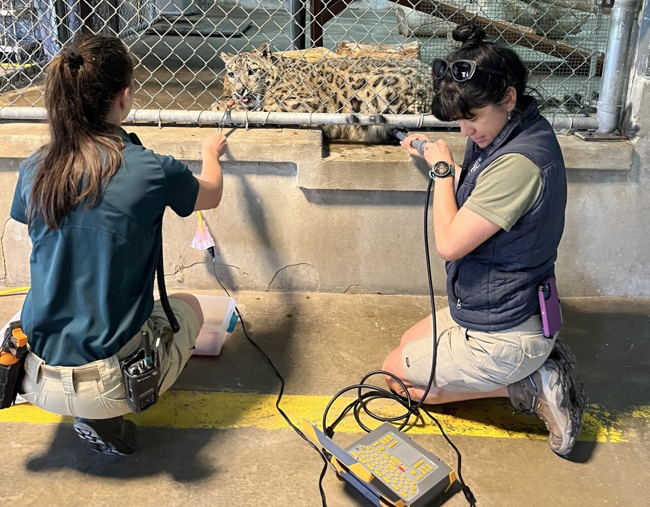 Babs ultrasound with animal care and animal health team members at Utah's Hogle Zoo.jpg