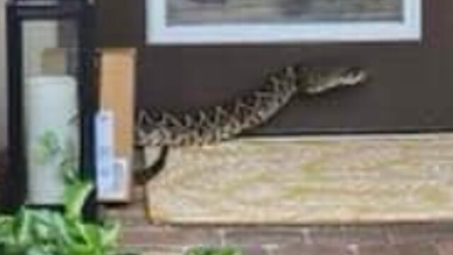 A photo of an eastern diamondback rattlesnake that bit an Amazon deliver driver in the Highlands Reserve community of Palm City on Sept. 19, 2023.jpg