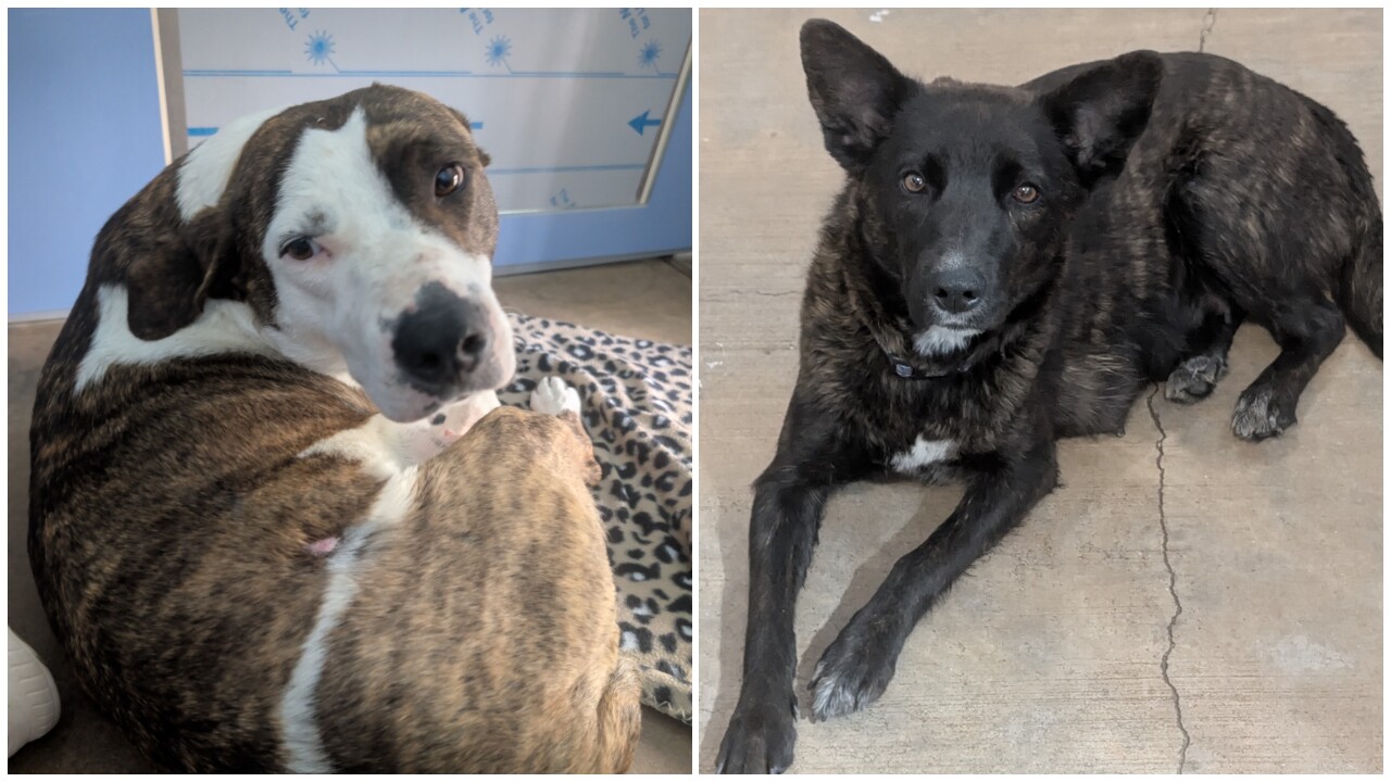 PAWS Of Chinook presents Pets Of The Week: Maple and Nelly