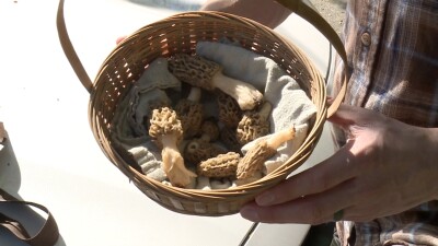Morel Mushrooms 