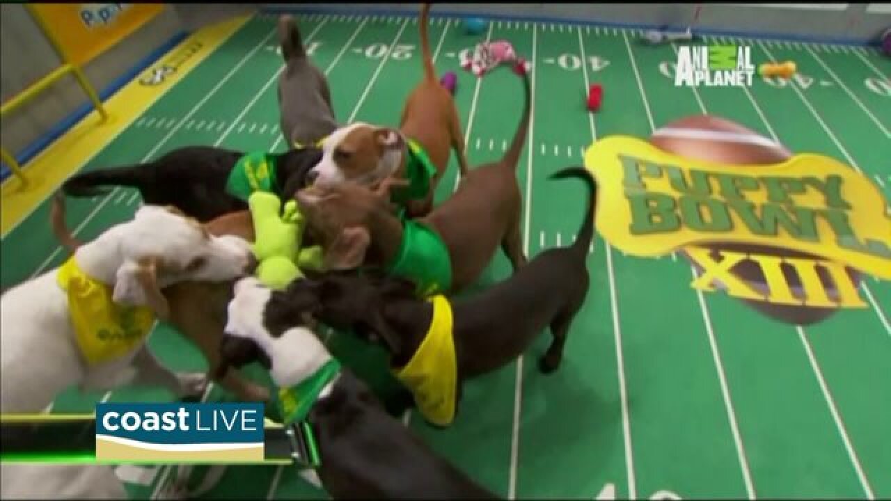 Puppies, puppies, puppies, football, puppies, puppies and puppies on Coast Live