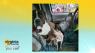 Everywhere You Are: furry friends take the drivers seat