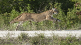 Endangered Species Act at 50