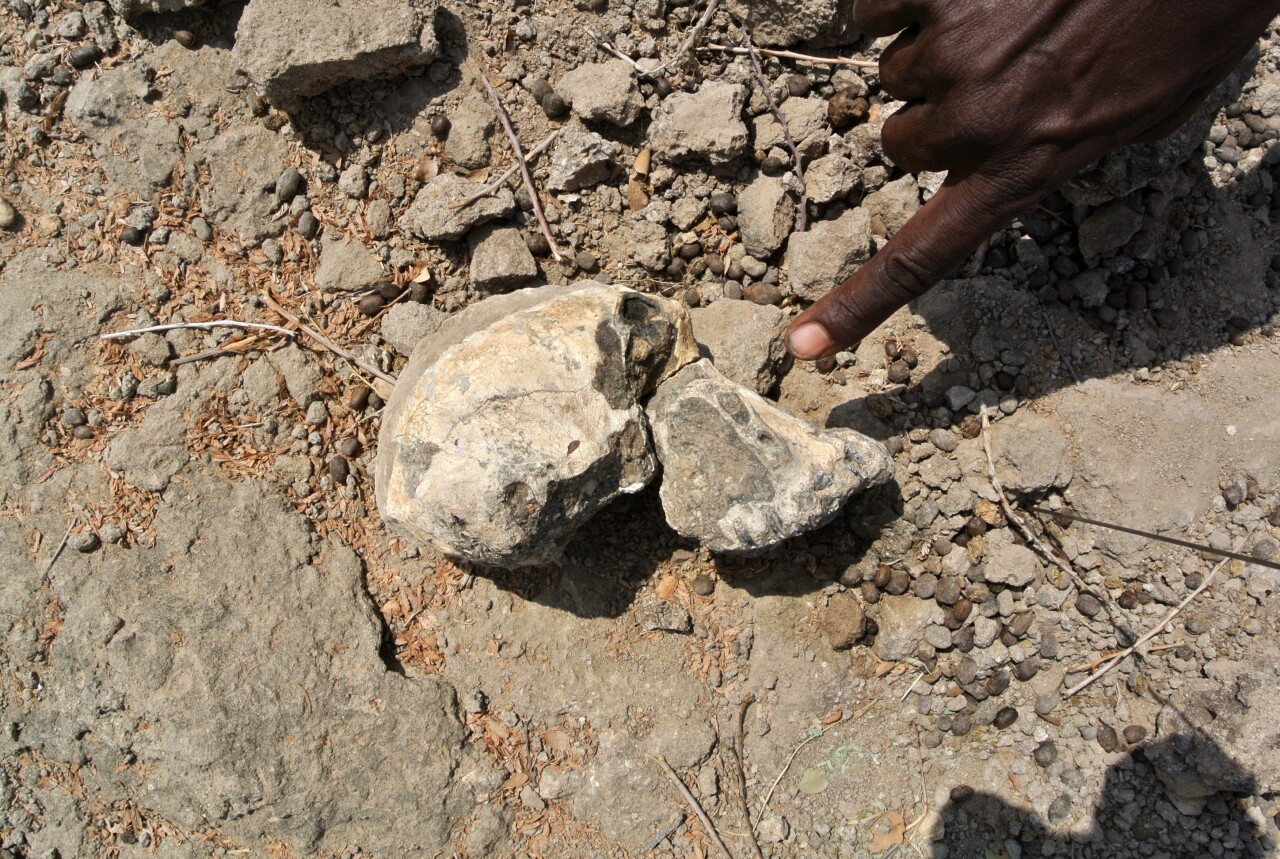 Ethiopia MRD Skull.jpg