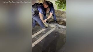 VIDEO: Florida police officers toe-to-toe with alligator