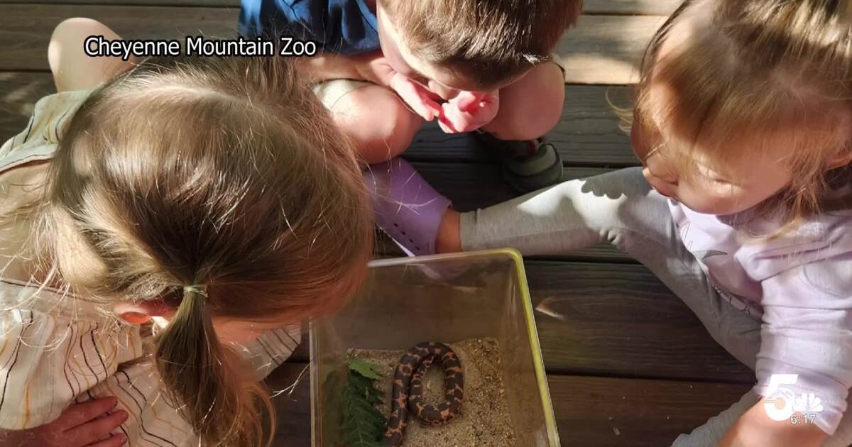 Little Paws Preschool opens at Cheyenne Mountain Zoo in August for young nature explorers