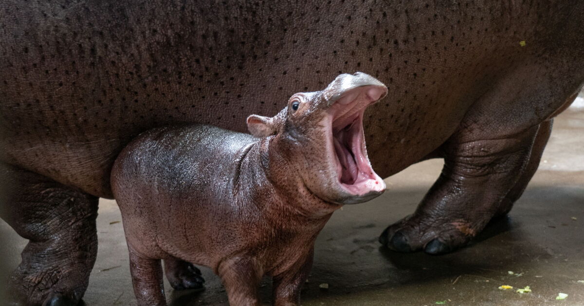 Fritz turns 1! Cincinnati Zoo prepares for baby hippo's birthday on Aug. 3 - Vimarsana News
