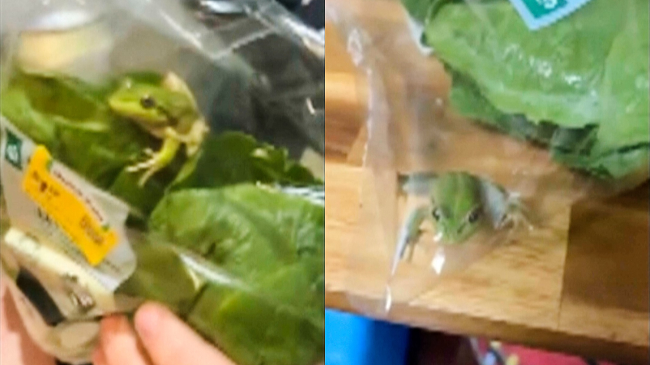 Frog in Lettuce 