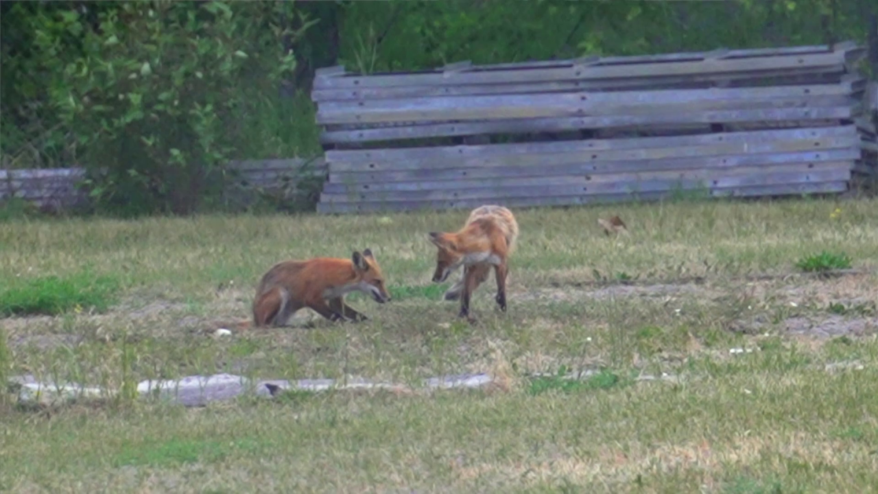 foxes in missoula