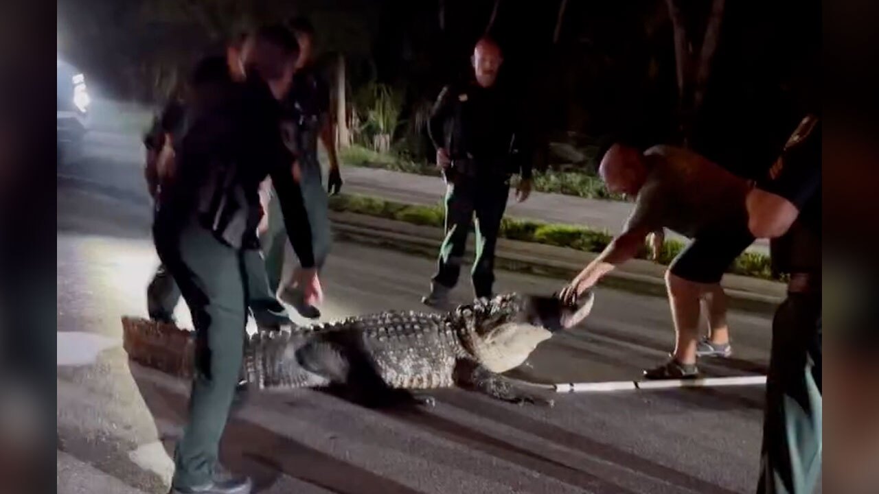 According to a Facebook post by the Sarasota County Sheriff's Office, seven deputies and one trapper had to "evict" a 14-foot gator from a road in December. 