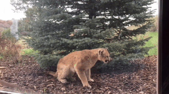 Centers for Disease Prevention and Control_mountain lion staggering disease