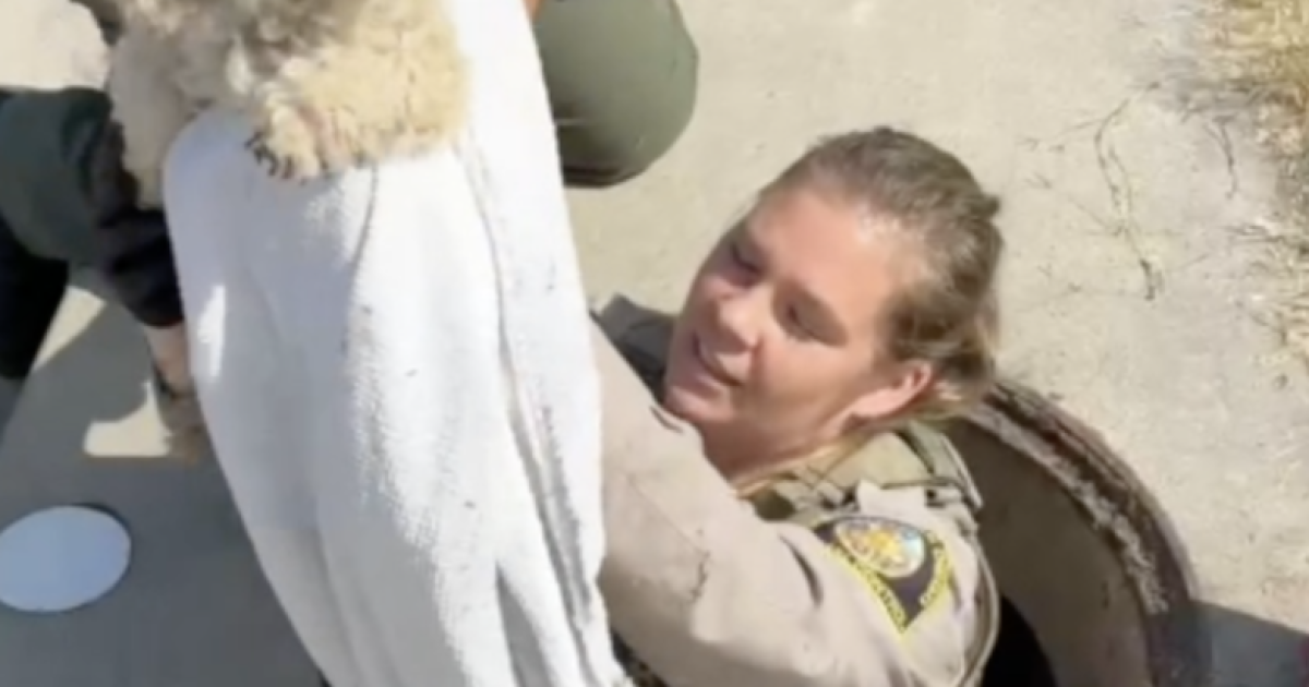 Missing Maltipoo Found Alive in Spring Valley Storm Drain After Nearly a Month