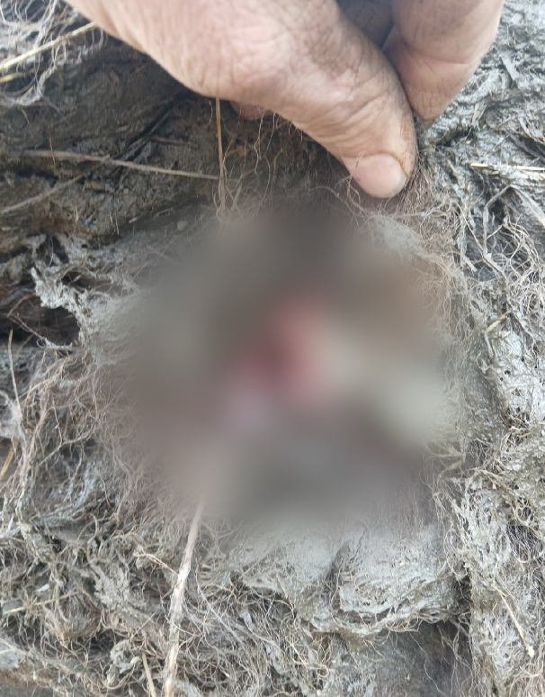 Bison Killed