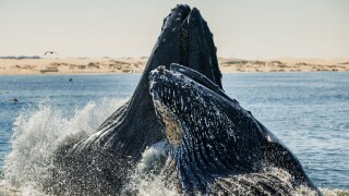 WhaleRecording