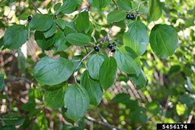 CommonBuckthorn1.jpg