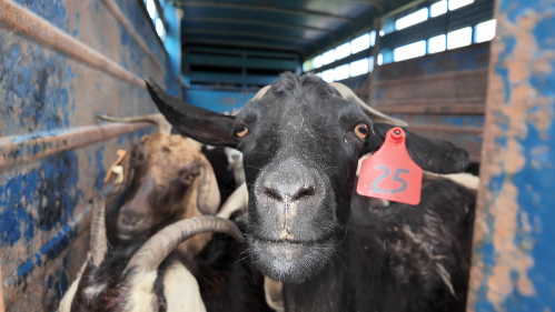 Goats are back on KC's riverfront