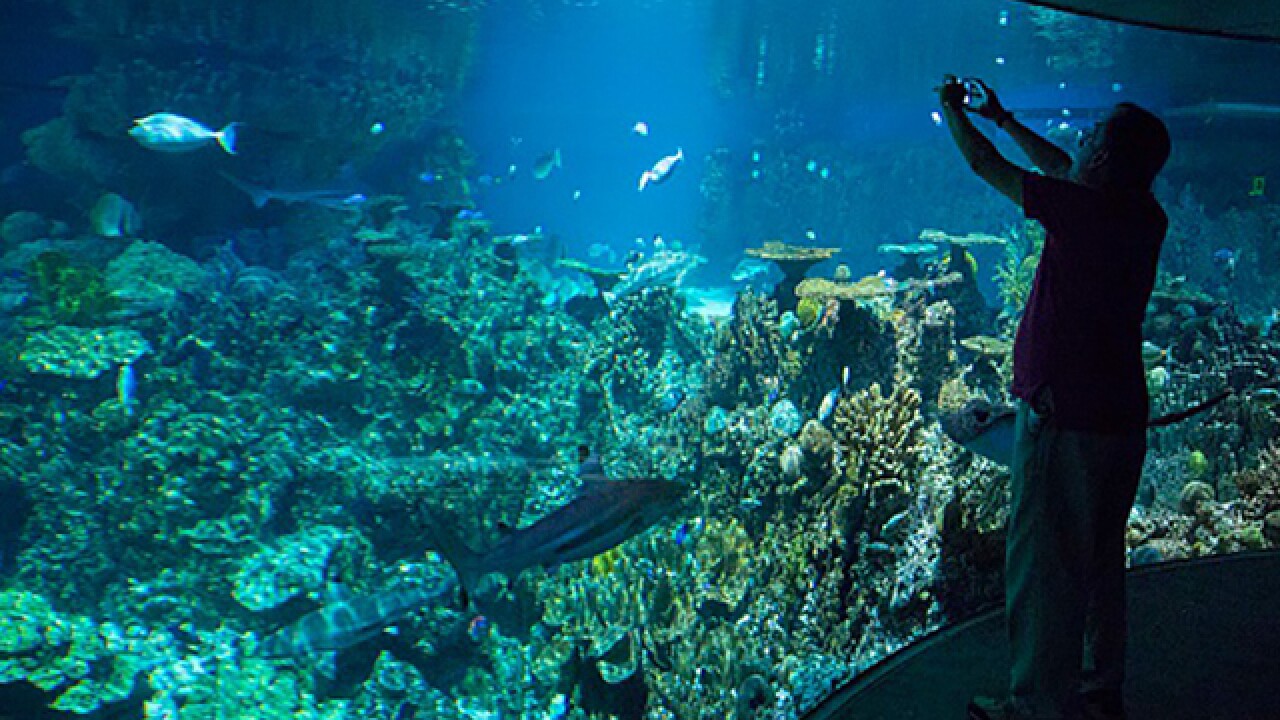 Sunday is "Pay What You Want Day" at the National Aquarium in Baltimore