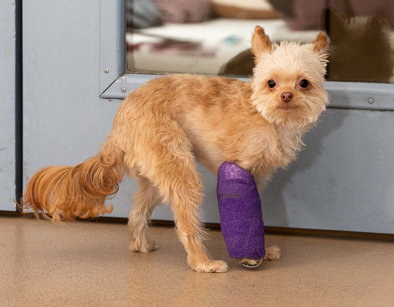 queeny dog leg broken whs