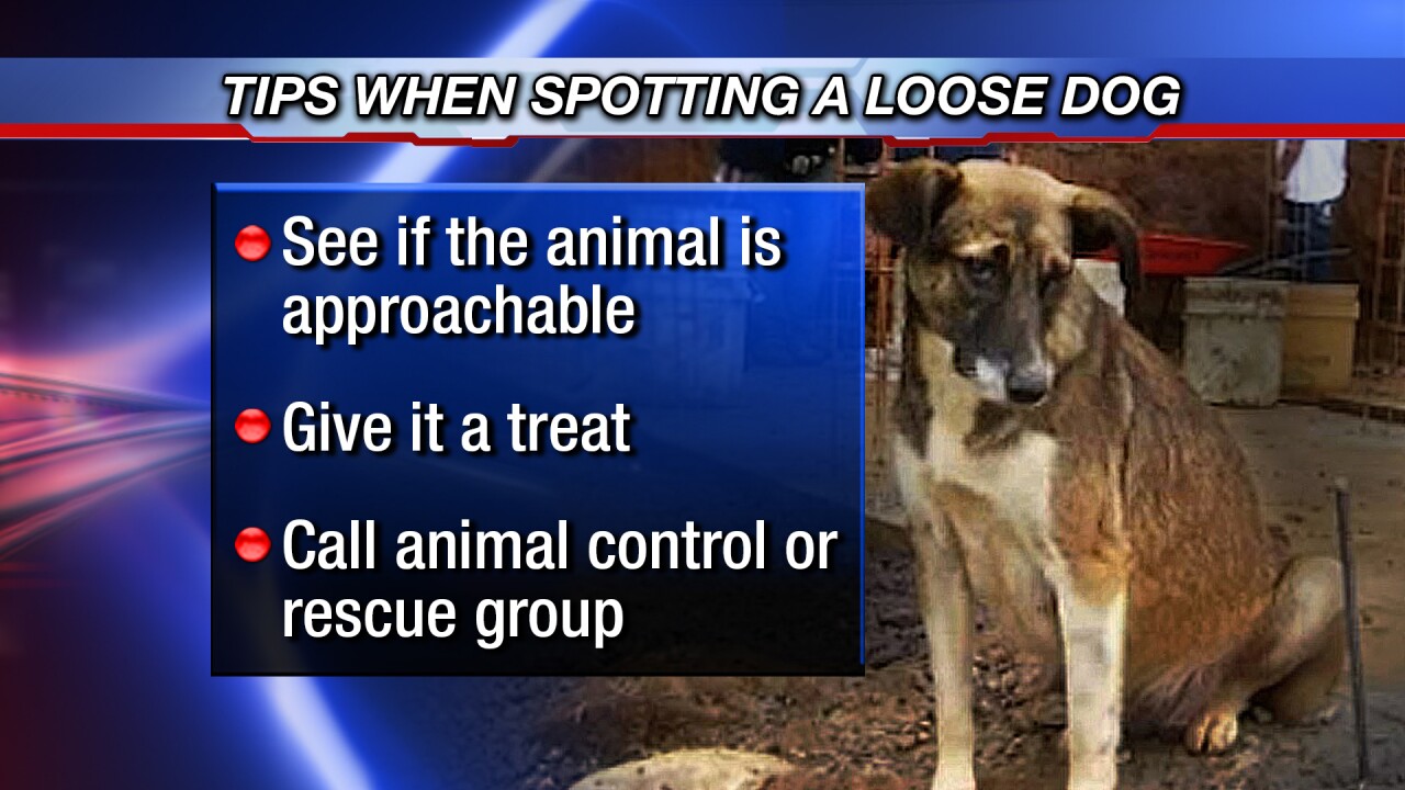 tips for loose dogs 0323.jpg